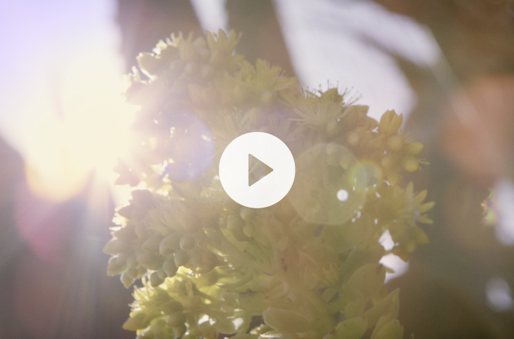 SUNLIFE ORGANICS